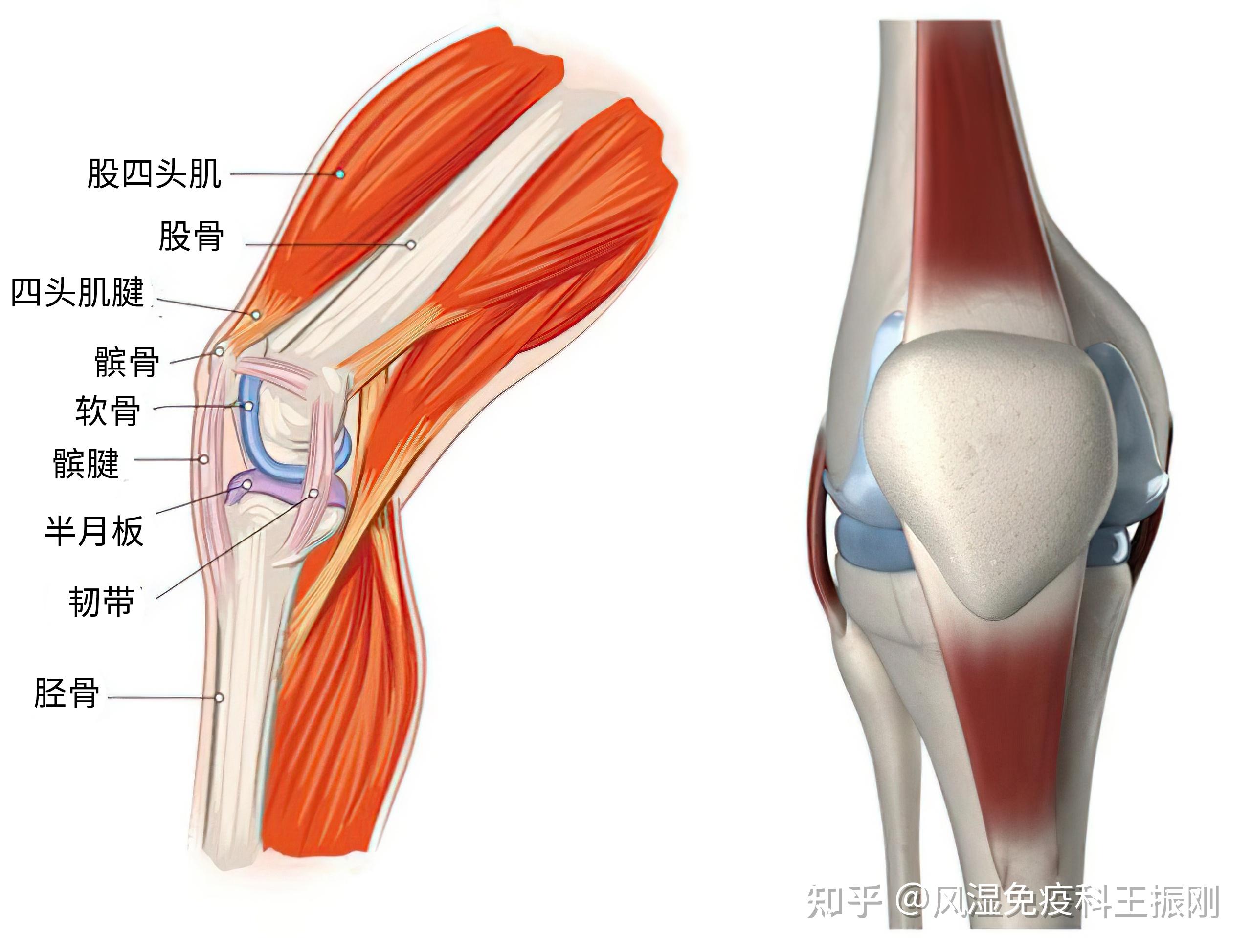 骨關(guān)節(jié)、肌腱和韌帶損傷